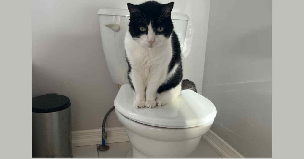 Chat Toilette: How to Train Your Cat to Use the Toilet